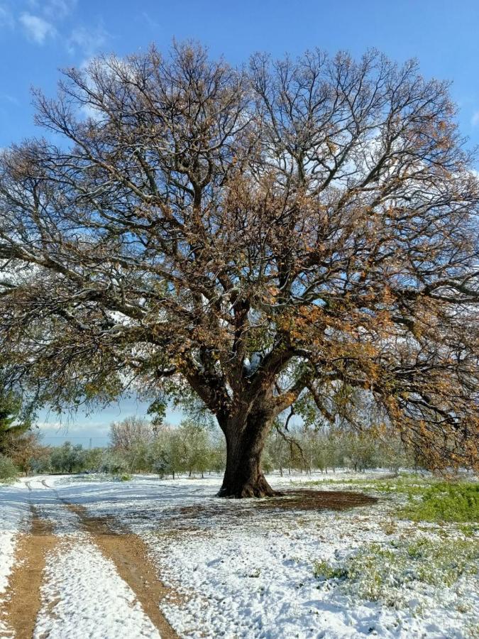 בית הארחה אנדריה 	L'Antica Quercia מראה חיצוני תמונה