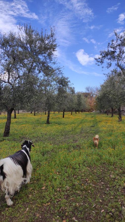 בית הארחה אנדריה 	L'Antica Quercia מראה חיצוני תמונה